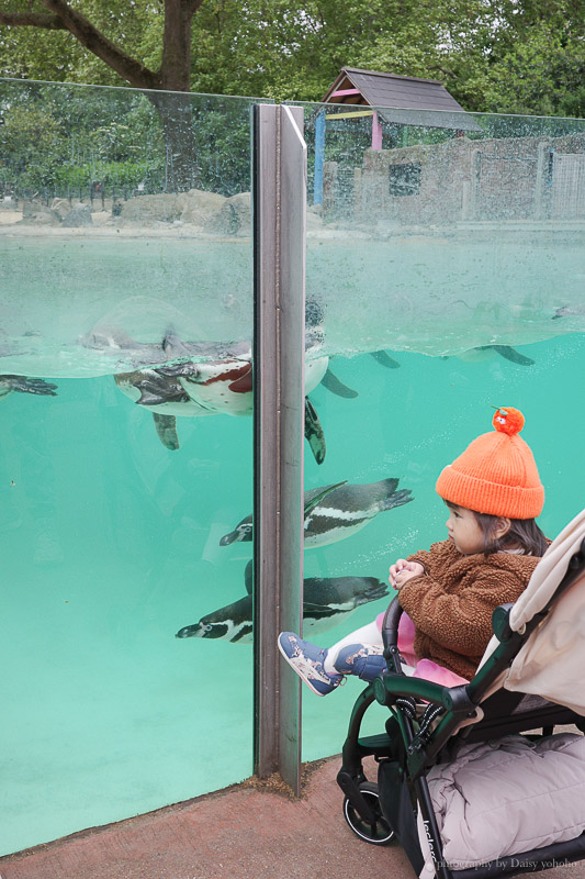 倫敦動物園, London Zoo, Go City London Pass 景點, 英國動物園