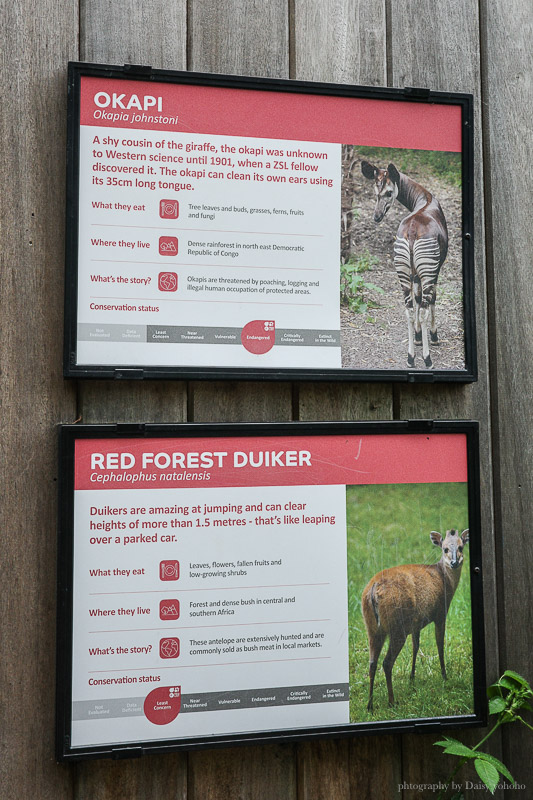 倫敦動物園, London Zoo, Go City London Pass 景點, 英國動物園