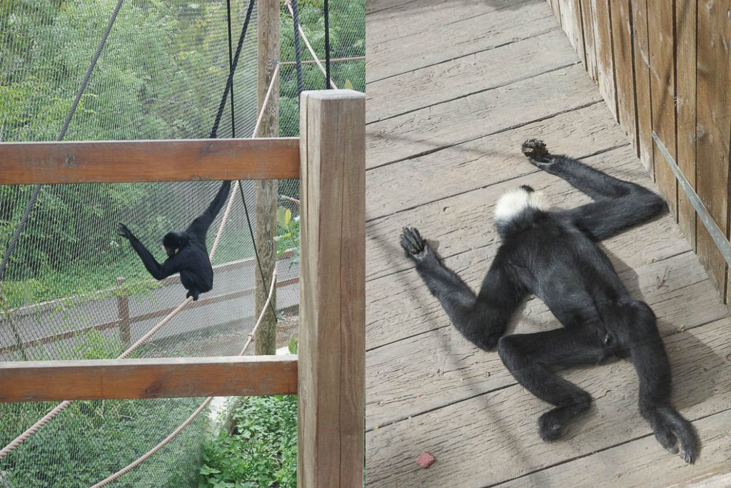 倫敦動物園, London Zoo, Go City London Pass 景點, 英國動物園