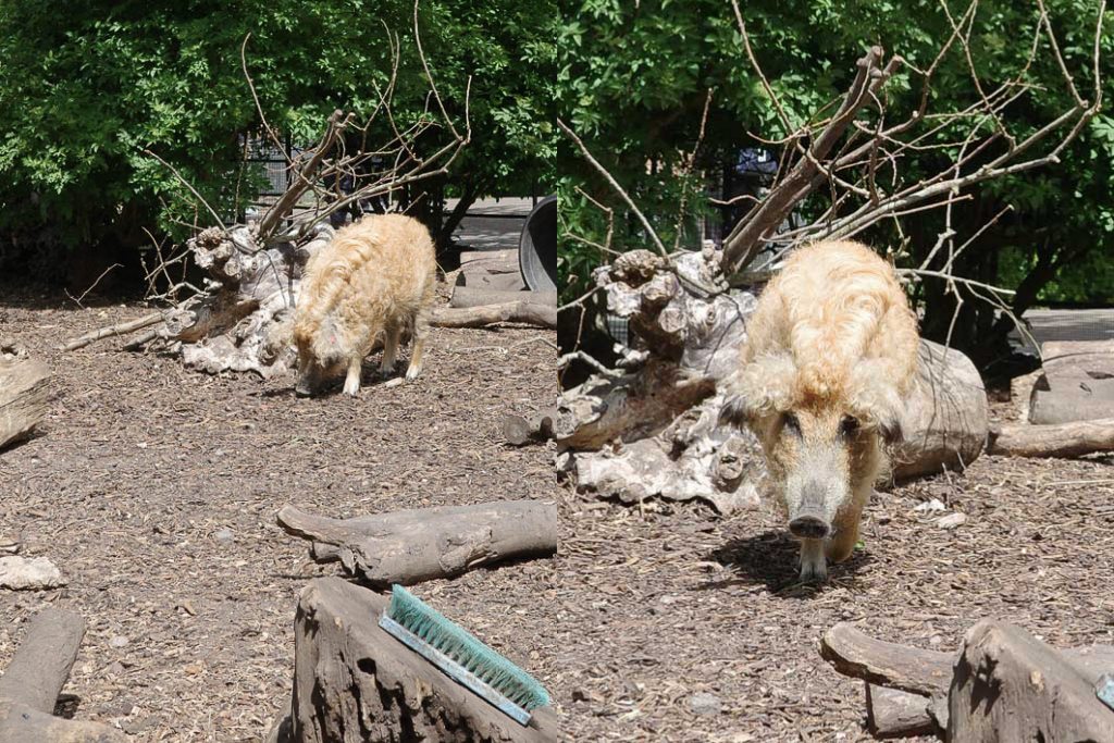 倫敦動物園, London Zoo, Go City London Pass 景點, 英國動物園