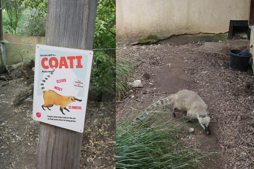 倫敦動物園, London Zoo, Go City London Pass 景點, 英國動物園