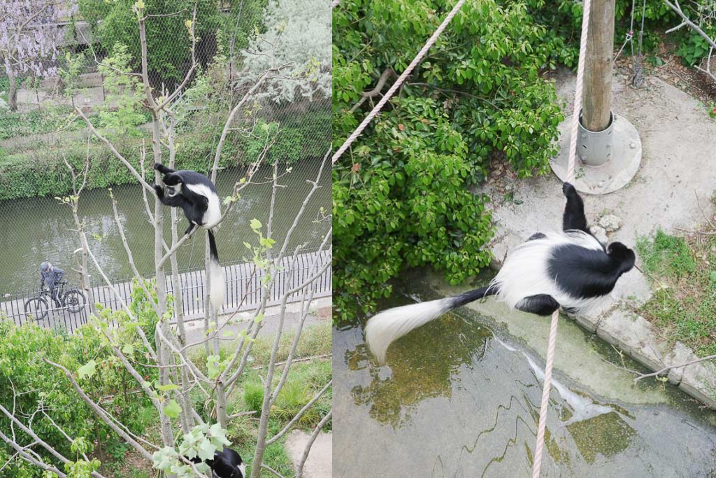 倫敦動物園, London Zoo, Go City London Pass 景點, 英國動物園