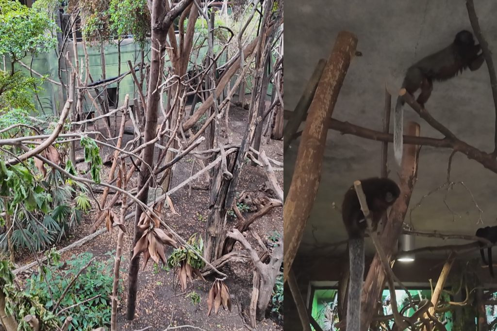 倫敦動物園, London Zoo, Go City London Pass 景點, 英國動物園