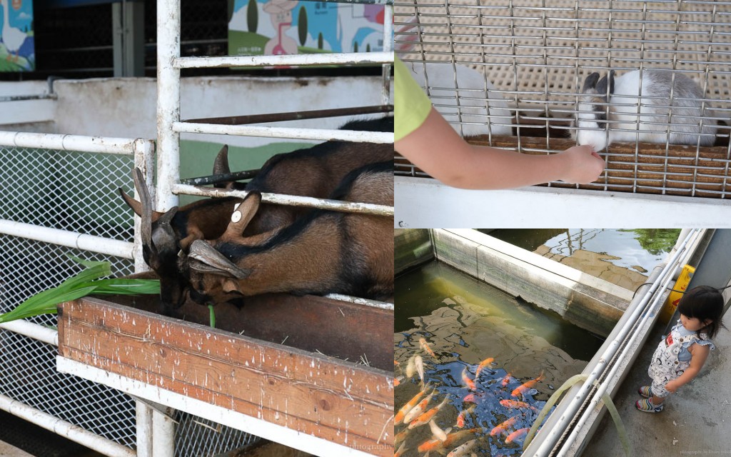 高雄「水流莊牧場」神探水流莊-羊奶失竊案，親子實境解謎！
