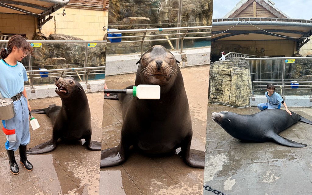 花蓮遠雄海洋公園露營車｜藍鯨艙海景露營車，海洋夜未眠升級版