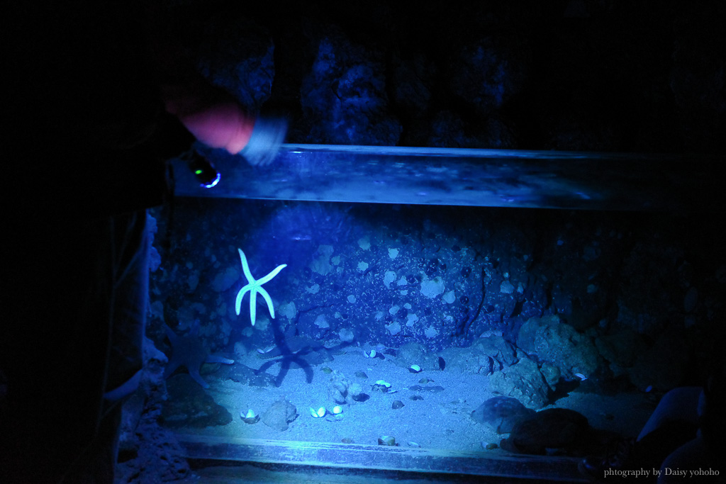 花蓮遠雄海洋公園露營車｜藍鯨艙海景露營車，海洋夜未眠升級版