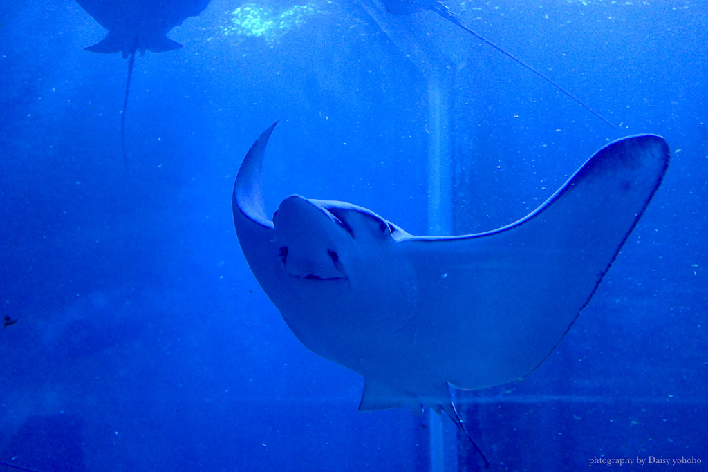 花蓮遠雄海洋公園露營車｜藍鯨艙海景露營車，海洋夜未眠升級版