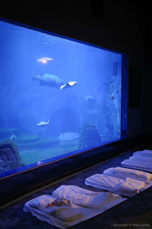 花蓮遠雄海洋公園露營車｜藍鯨艙海景露營車，海洋夜未眠升級版