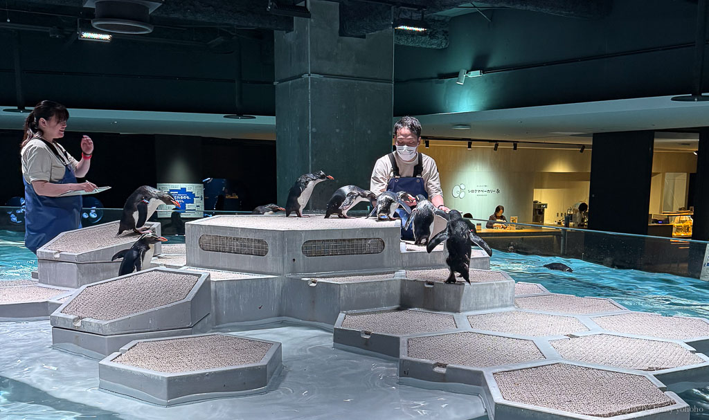 北海道札幌水族館 AOAO Sapporo